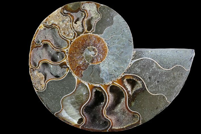 Bargain, Polished Ammonite Fossil (Half) - Agatized #77414